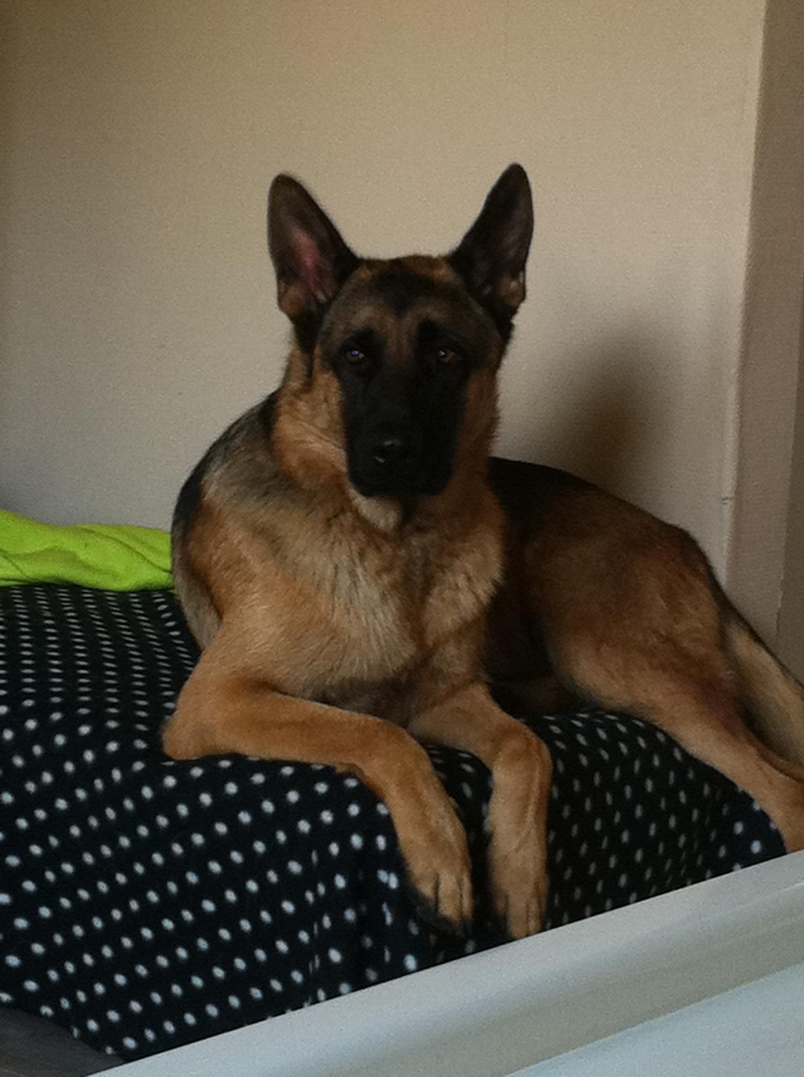 Schæferhund Tjeco Dario Andersen - Så fin han er (: billede 7