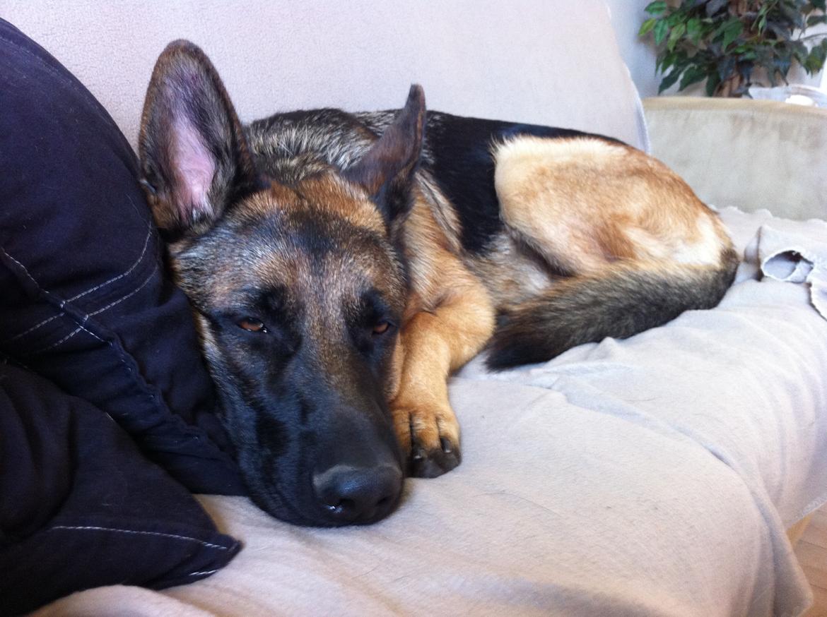 Schæferhund Tjeco Dario Andersen - Lille lur billede 8