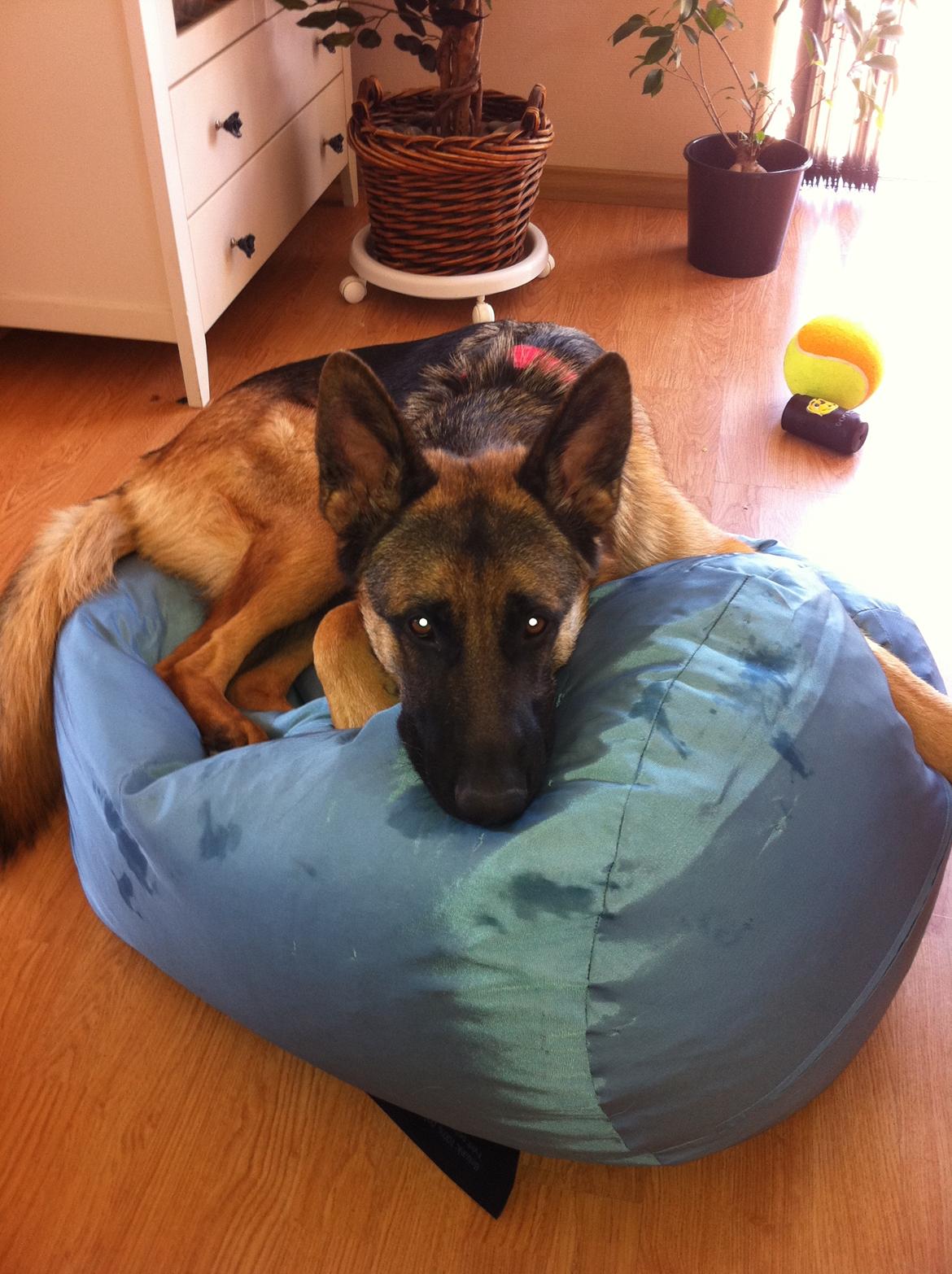 Schæferhund Tjeco Dario Andersen - Intet bedre end sækkestole billede 9