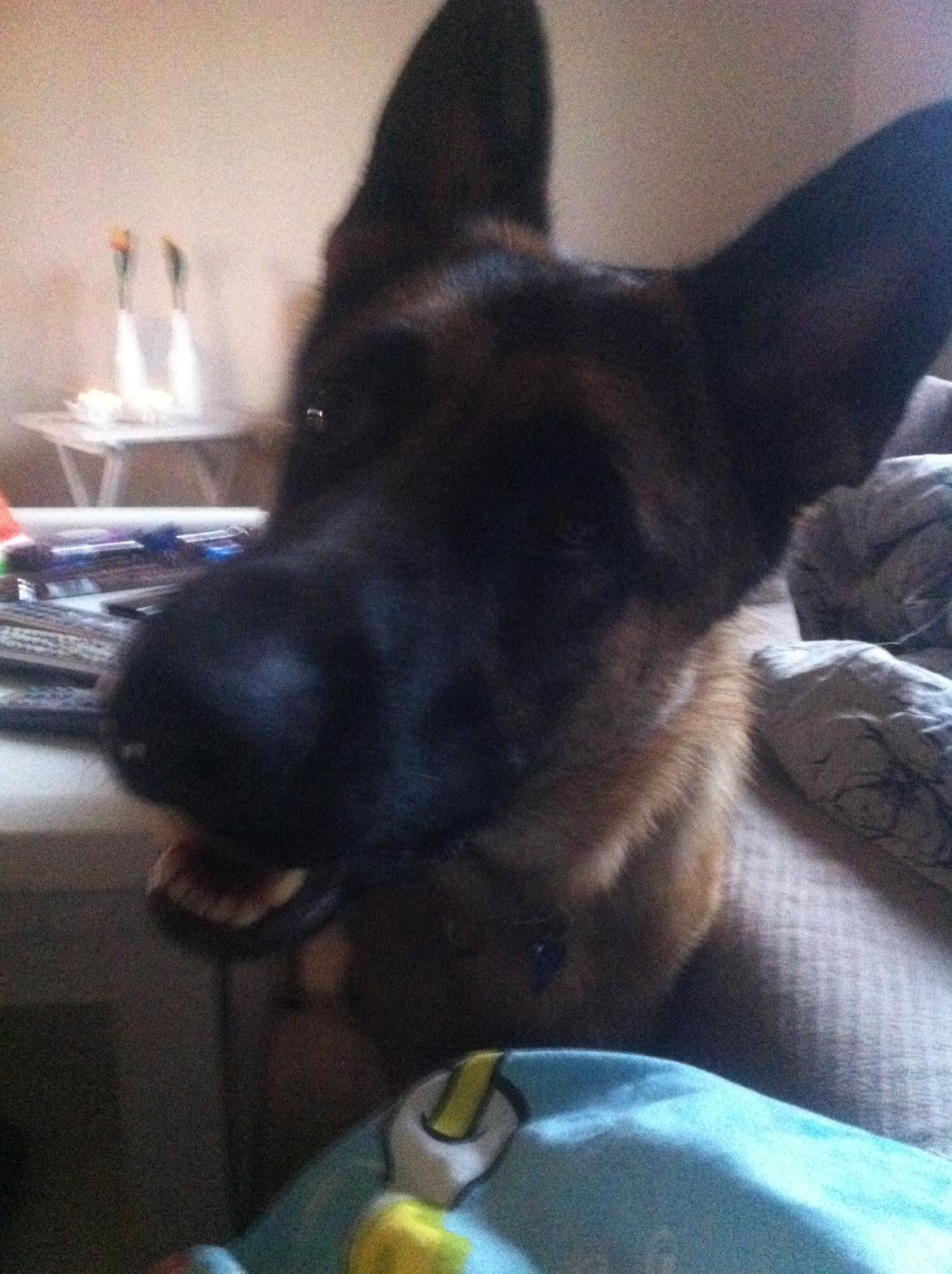 Schæferhund Tjeco Dario Andersen - (: billede 10