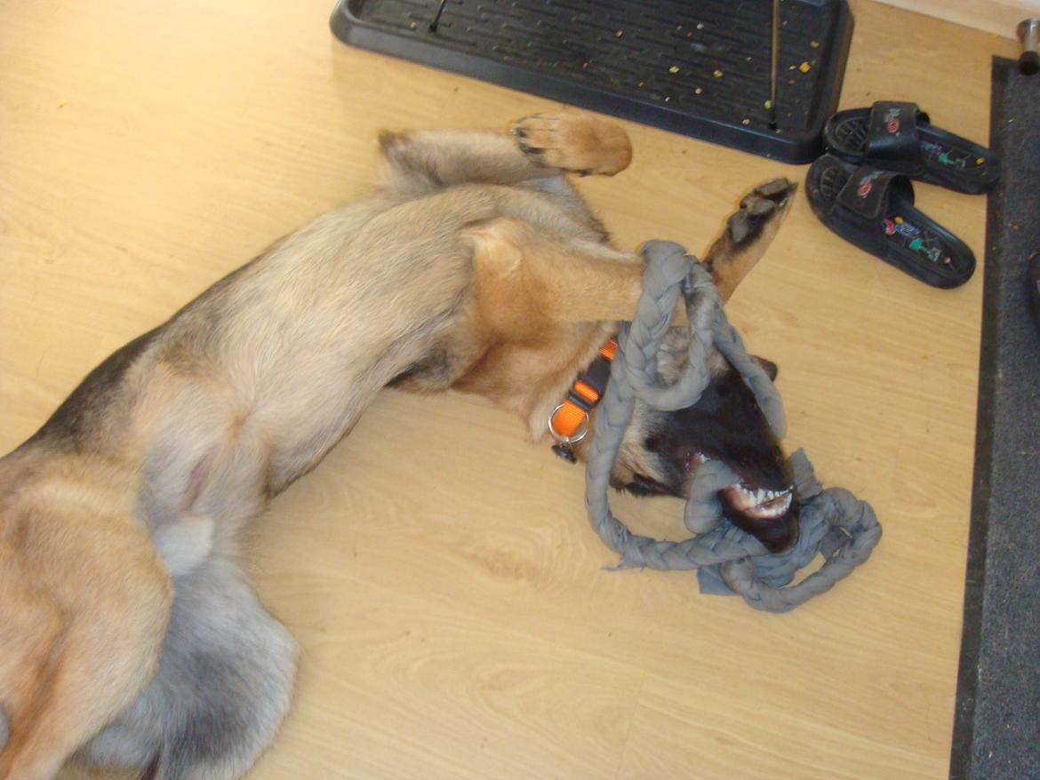 Schæferhund Tjeco Dario Andersen - Leger lige lidt billede 11