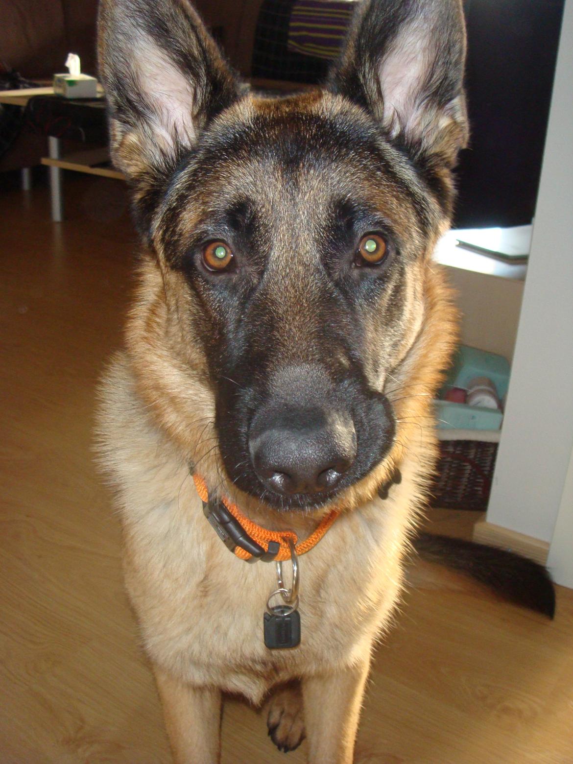 Schæferhund Tjeco Dario Andersen - Min flotte dreng billede 12