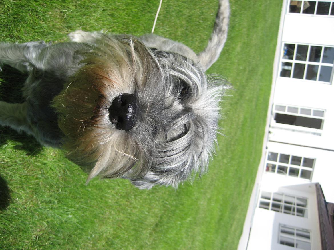 Mellemschnauzer Barbie billede 1