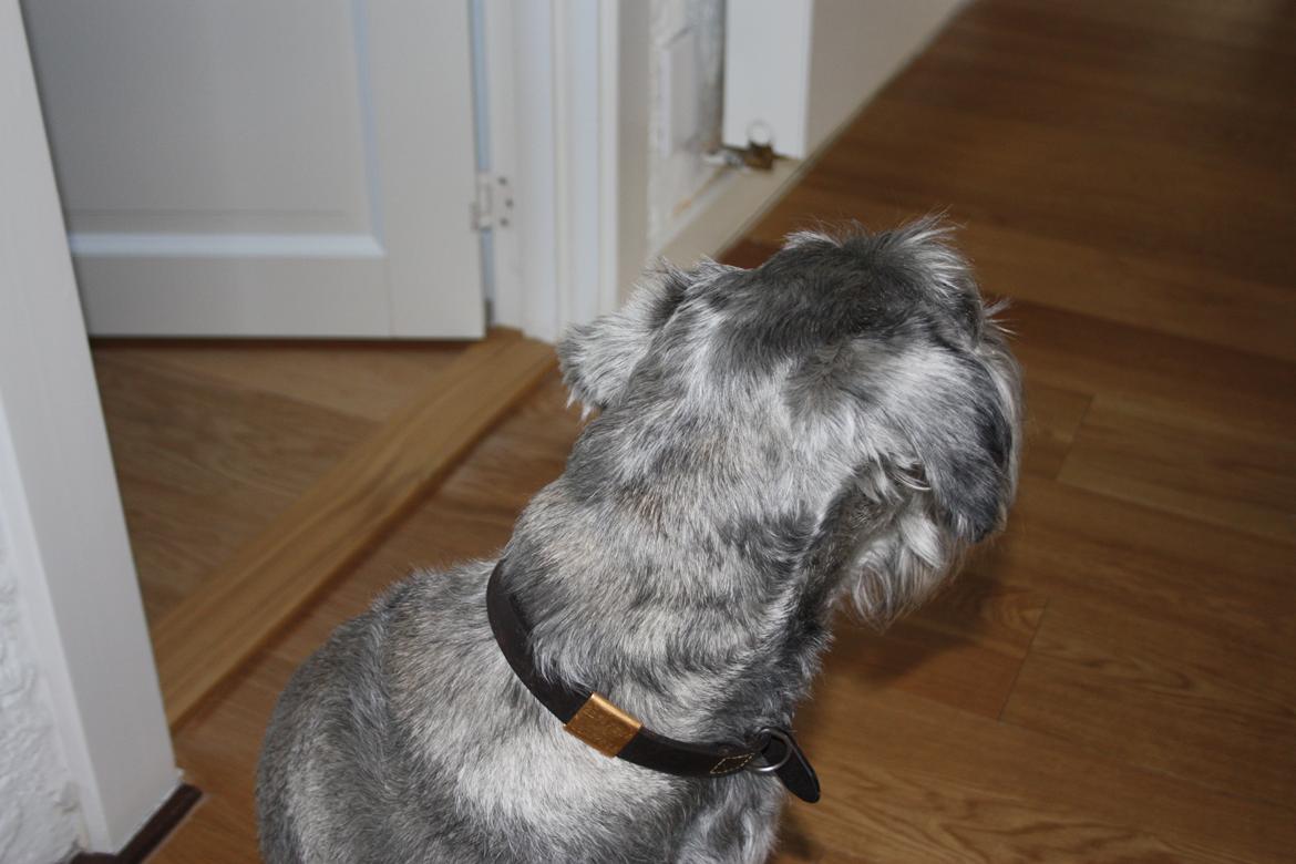 Mellemschnauzer Barbie billede 2