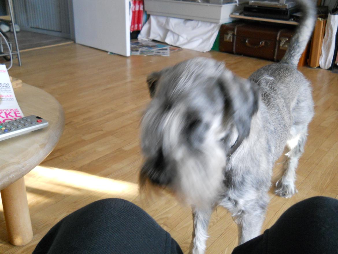 Mellemschnauzer Barbie billede 3