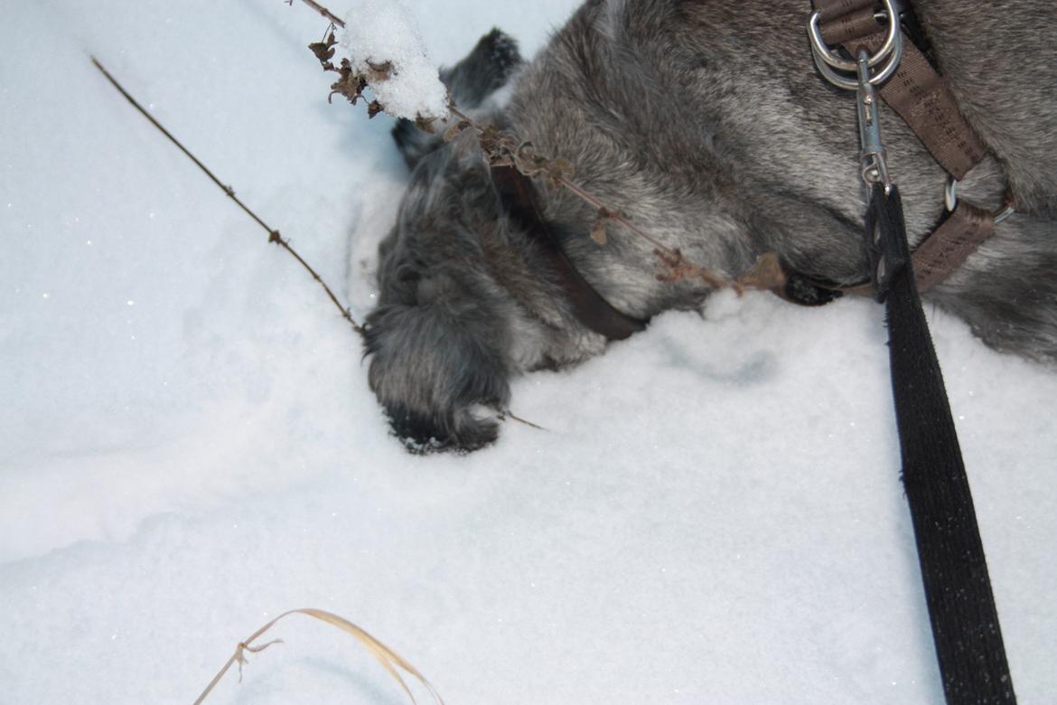 Mellemschnauzer Barbie billede 4