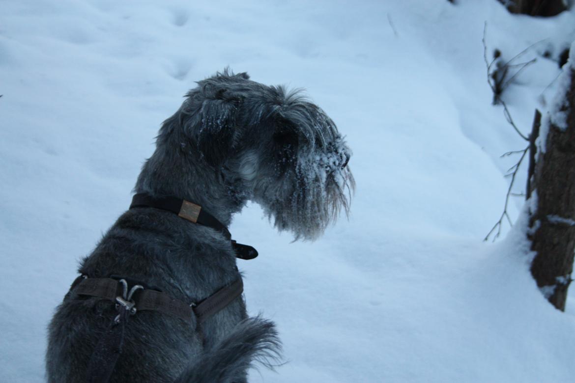 Mellemschnauzer Barbie billede 5