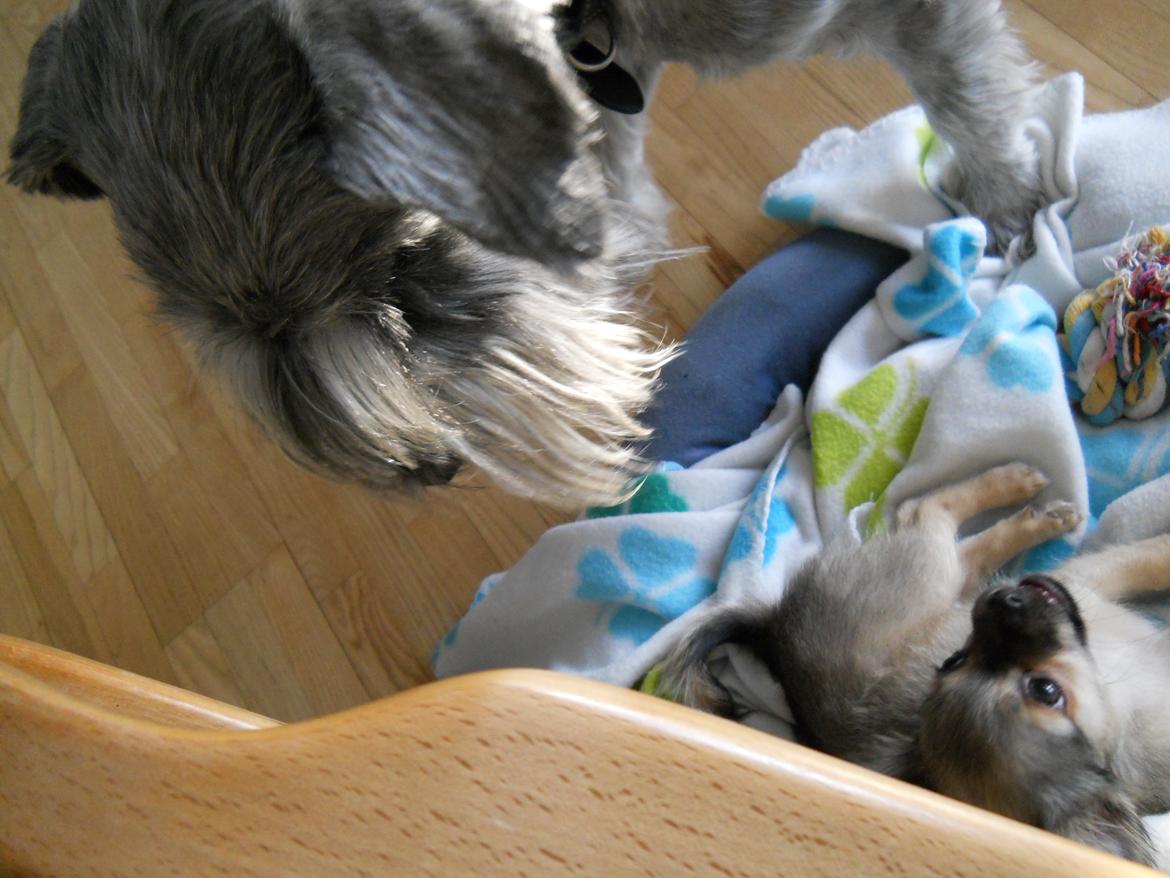 Mellemschnauzer Barbie billede 6