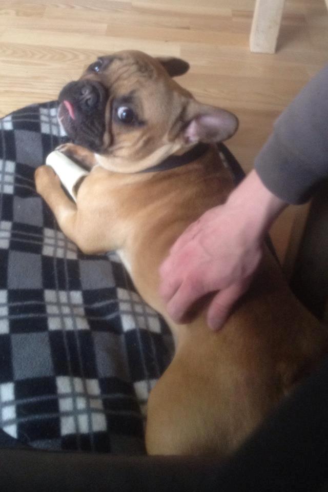 Fransk bulldog Kenzo billede 4