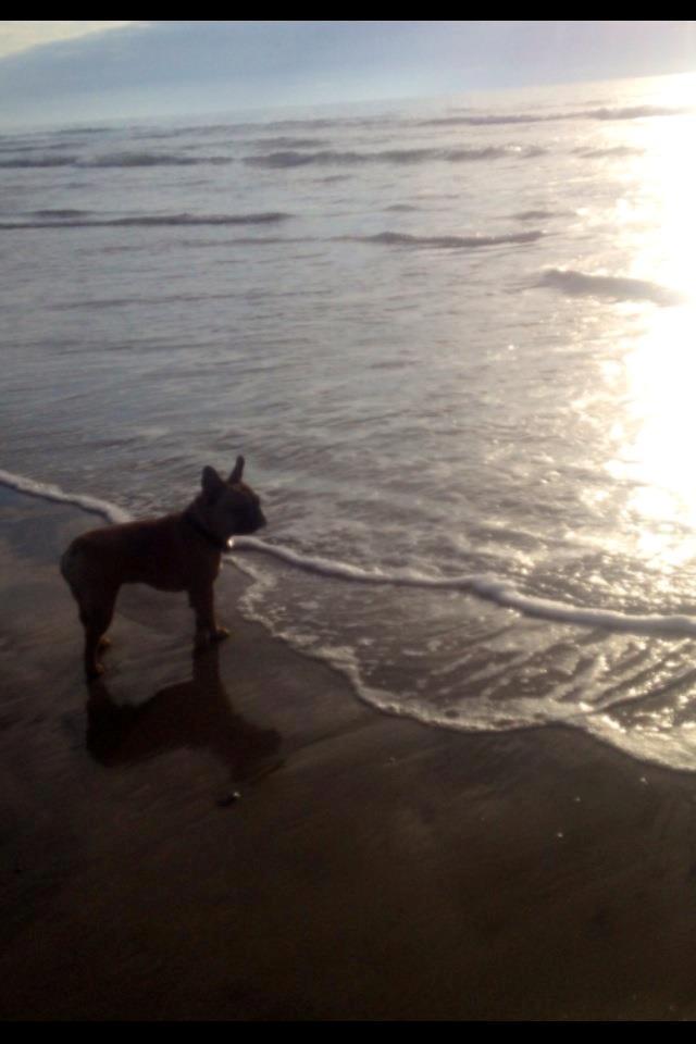 Fransk bulldog Kenzo billede 5