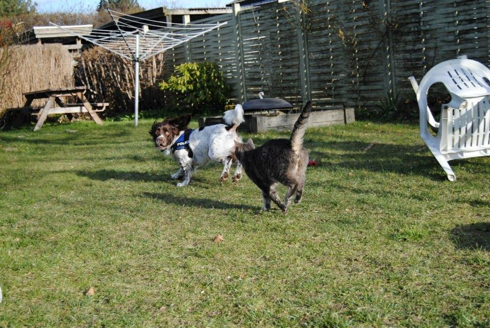 Engelsk springer spaniel Hannibal<3 - Katten efter hunden!:-D billede 5