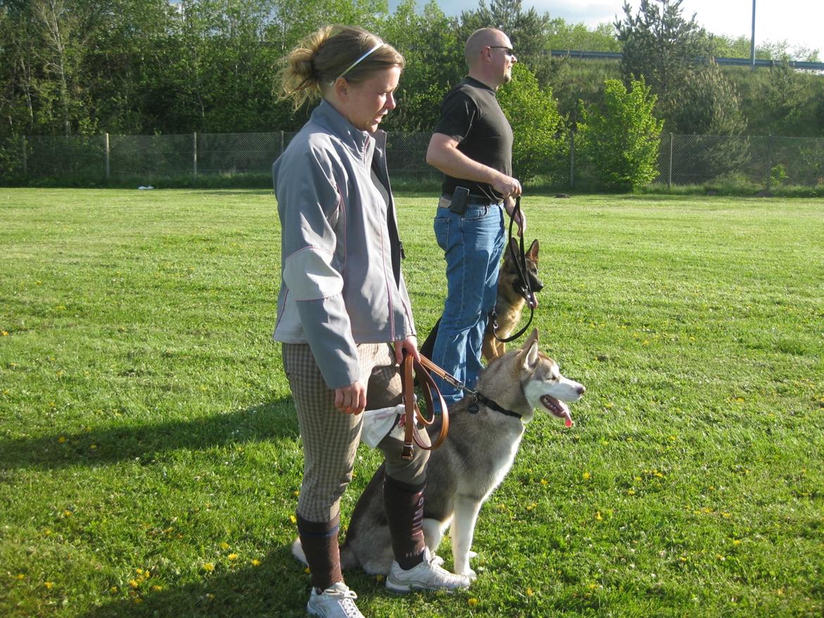 Siberian husky Ariel/Grå - Ariel og jeg til hundetræning, madsen og Zenta ses i bag grunden, hendes favorit veninde.  billede 4