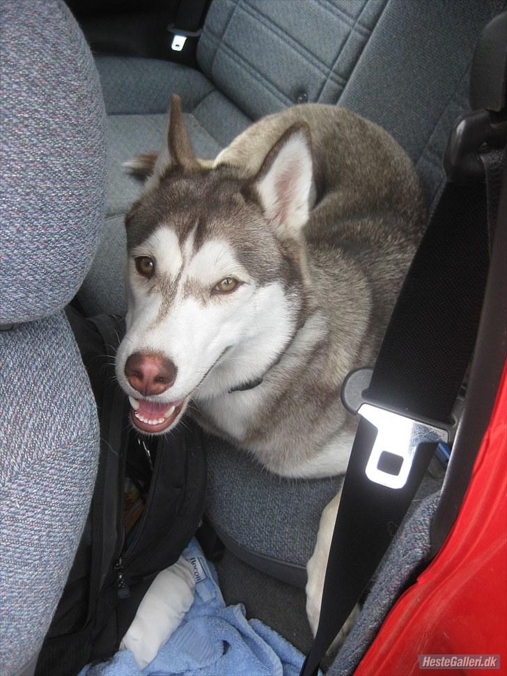 Siberian husky Ariel/Grå - Ariel elsker at kører bil, hvis døren står åbent ligger hun gerne og putter der inde.  billede 6