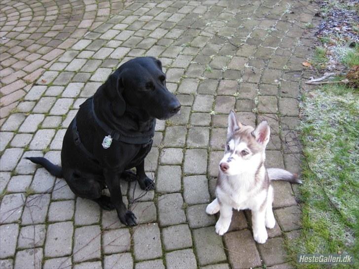 Siberian husky Ariel/Grå - Ariel og Sammy hygger, det er omkring jul det første år vi havde hende. Såret er efter et bid fra en anden hund.  billede 7