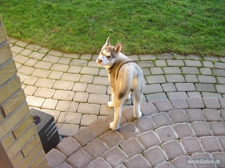 Siberian husky Ariel/Grå - "Mor hvornår smutter du med det kamera?" billede 8