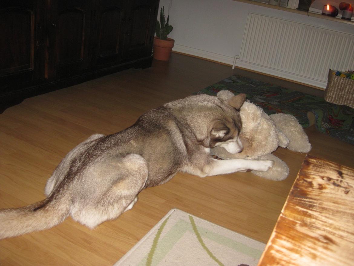 Siberian husky Ariel/Grå - Ariel og hendes ynglings bamse, den er virkelig rigtig ulækker efterhånden. Den slæbes med alle steder billede 9