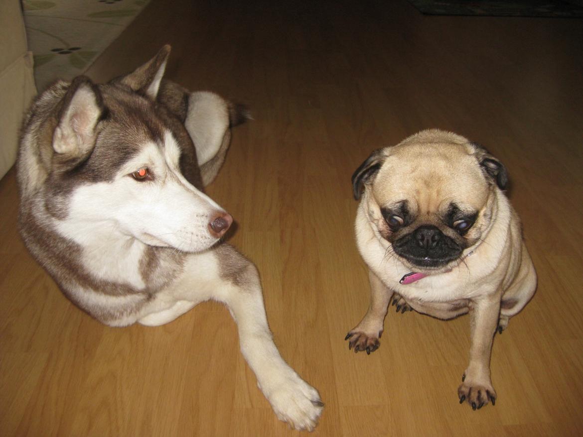 Siberian husky Ariel/Grå - Ariel og Walborg.  billede 10