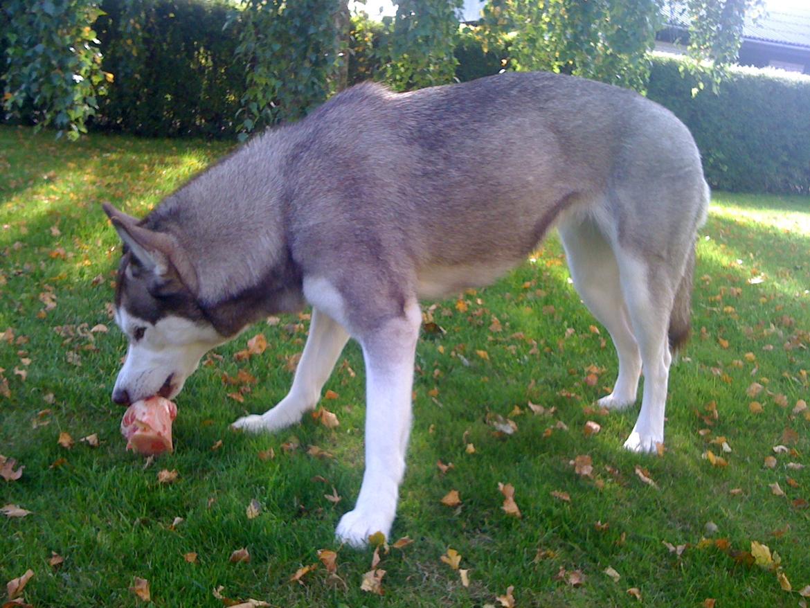 Siberian husky Ariel/Grå - Bilkas kødben er de bedste i verden  billede 11
