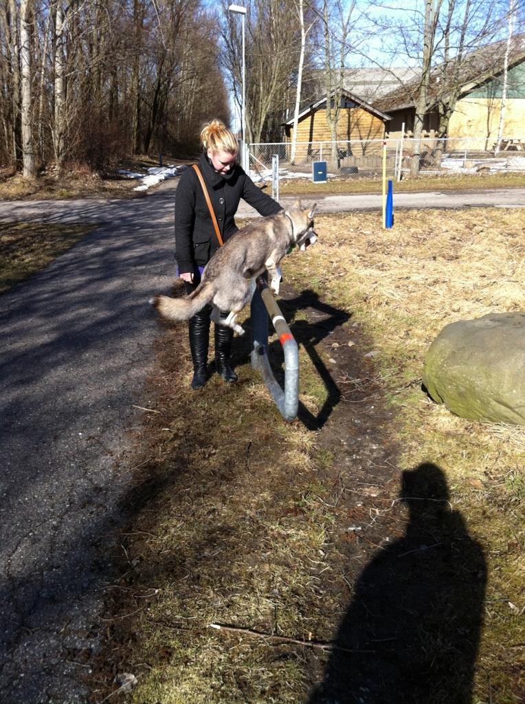 Siberian husky Ariel/Grå - Ariel kan springe over alt blot ved håndtegn. billede 12