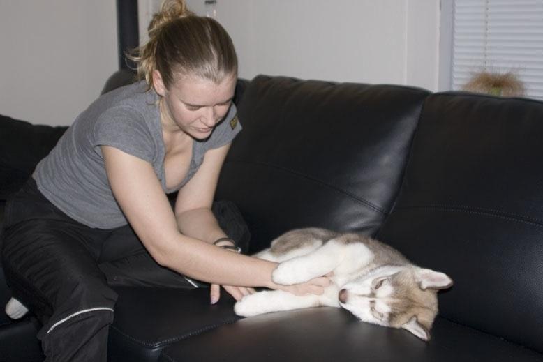 Siberian husky Ariel/Grå - Det bringer minder frem, lille bitte Ariel. Ork det er længe siden.  billede 14