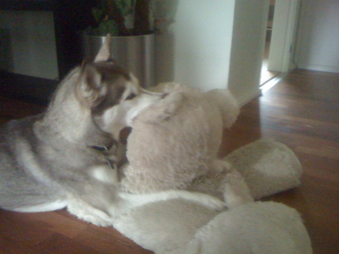 Siberian husky Ariel/Grå - Igen hendes ynglings bamse, hun kan ligge sådan i mange timer.  billede 15