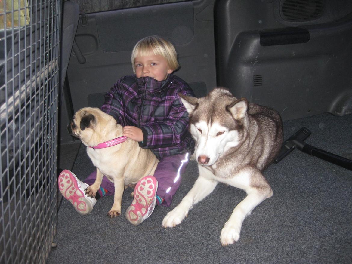 Siberian husky Ariel/Grå - Ariel, Walborg og min x kærestes datter Mia-Maya. Ægte hygge bag i stor bil.  billede 16