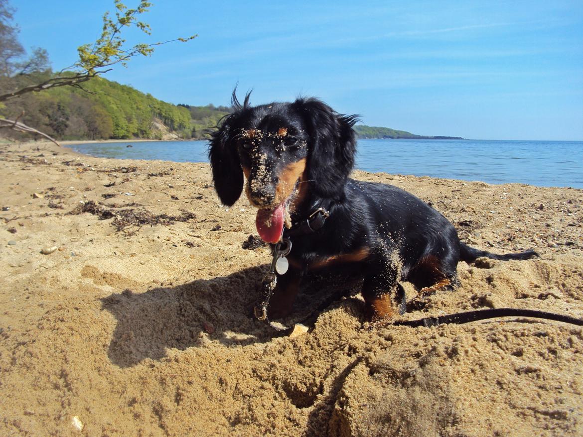 Dværggravhund Molly - 3. maj 2012. Molly ved stranden for første gang. Hold da op det var spændende. Man kan hvis rolig sige, hun er glad for at være der. billede 4