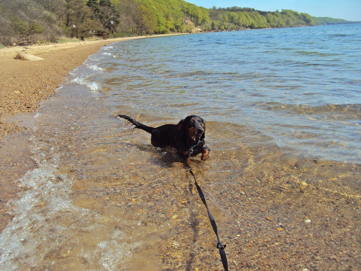 Dværggravhund Molly - 3. maj 2012. Første gang Molly er ved stranden. I starten var vandet lidt farligt, men der gik ikke længe, før hun fandt ud af hvad det var. (: billede 10
