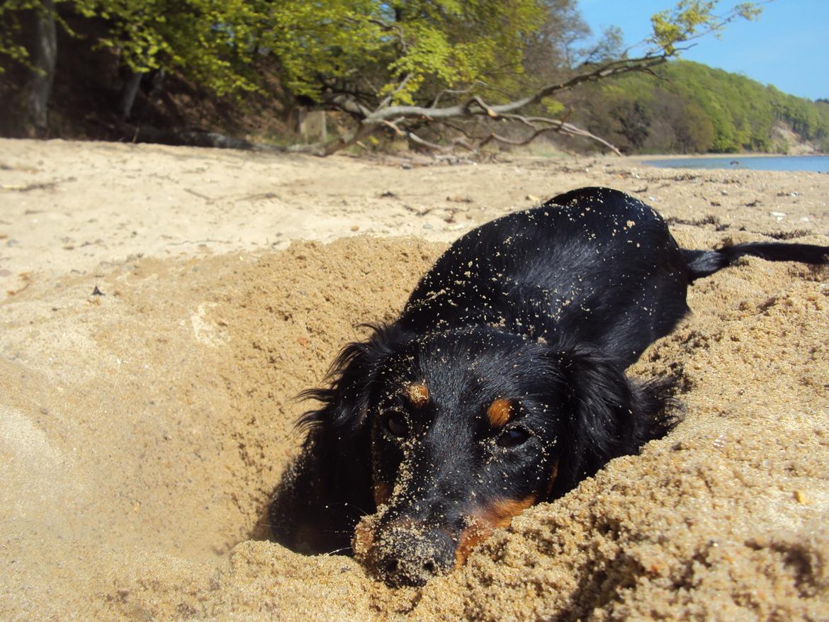 Dværggravhund Molly - 3. maj 2012. Molly ved stranden for første gang. Man bliver nødt til at tage et lille hvil, når man graver. billede 14