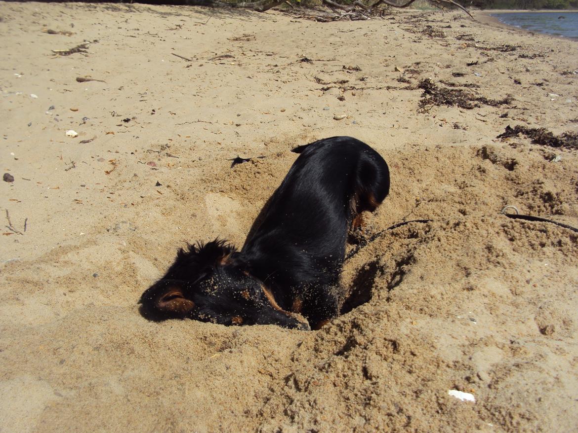 Dværggravhund Molly - 3. maj 2012. Molly ved stranden for første gang. Her er hun ved at grave.  billede 19
