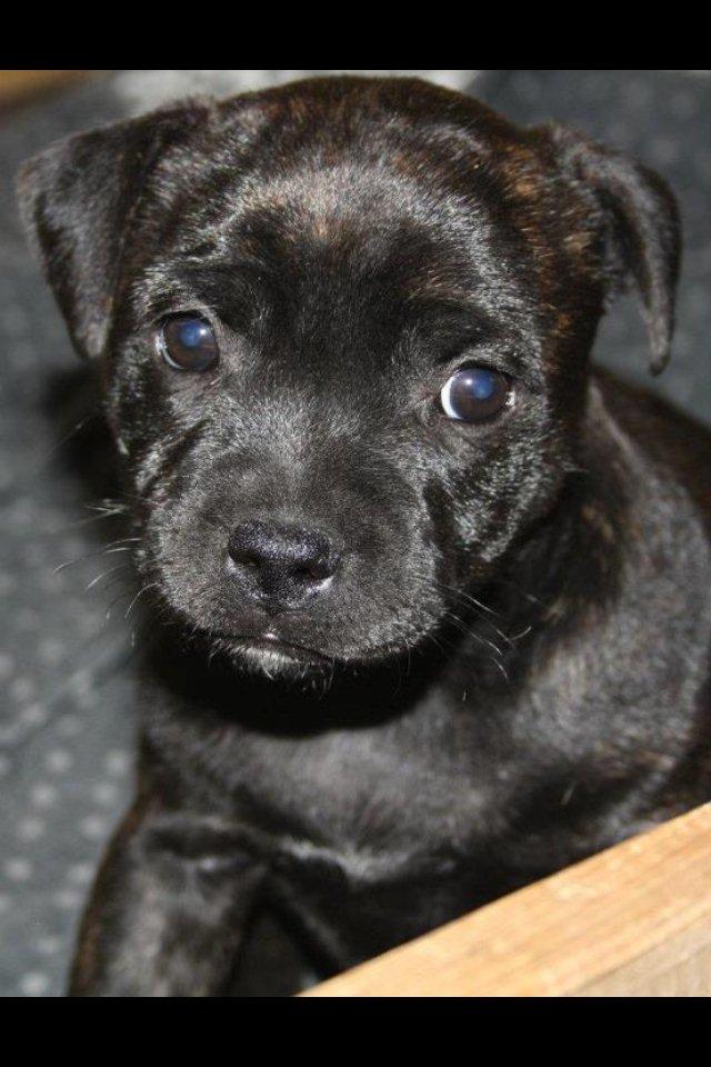 Staffordshire bull terrier Tiki billede 1