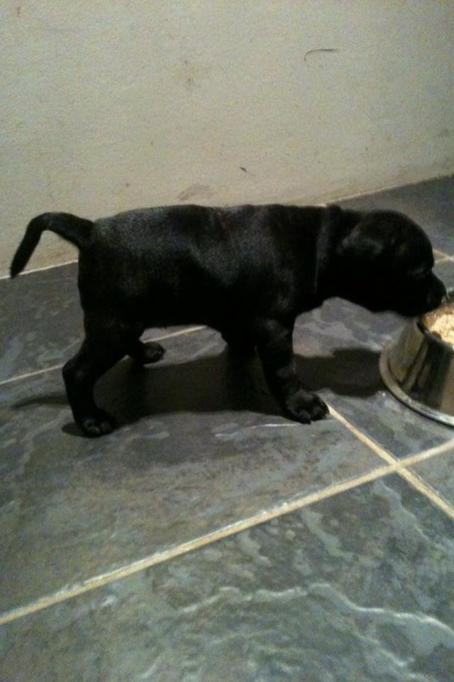 Staffordshire bull terrier Tiki billede 2