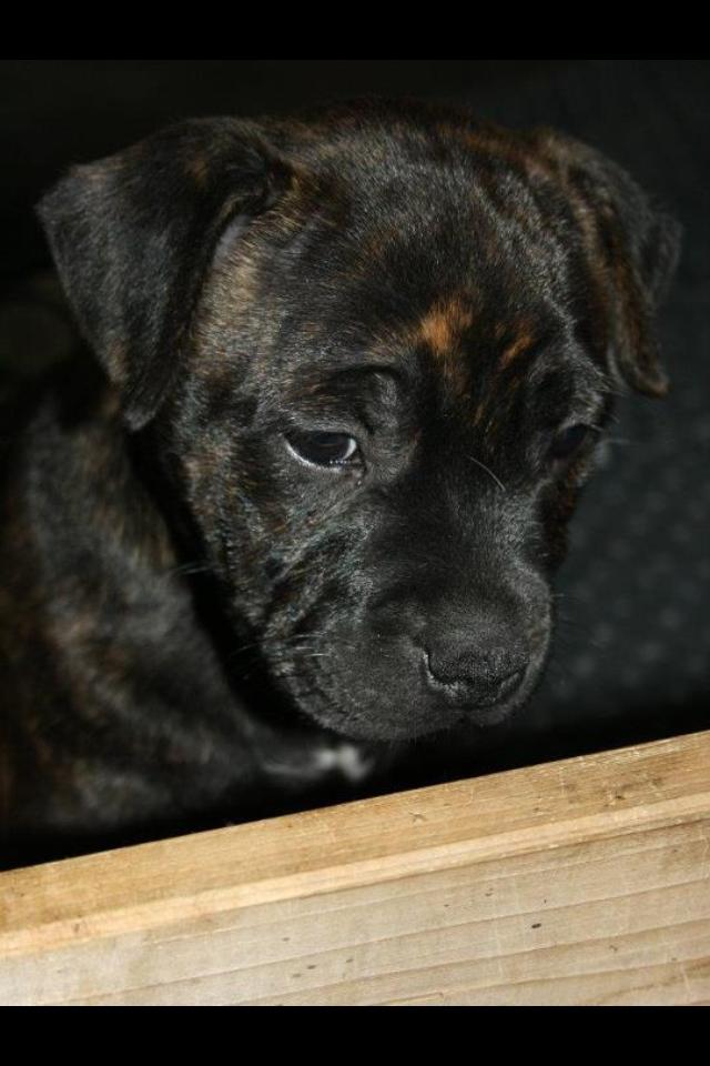 Staffordshire bull terrier Tiki billede 3