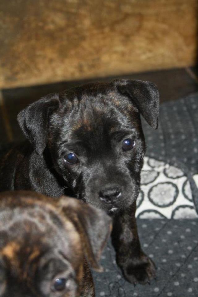 Staffordshire bull terrier Tiki billede 4