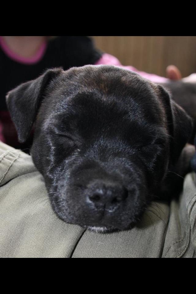 Staffordshire bull terrier Tiki billede 5