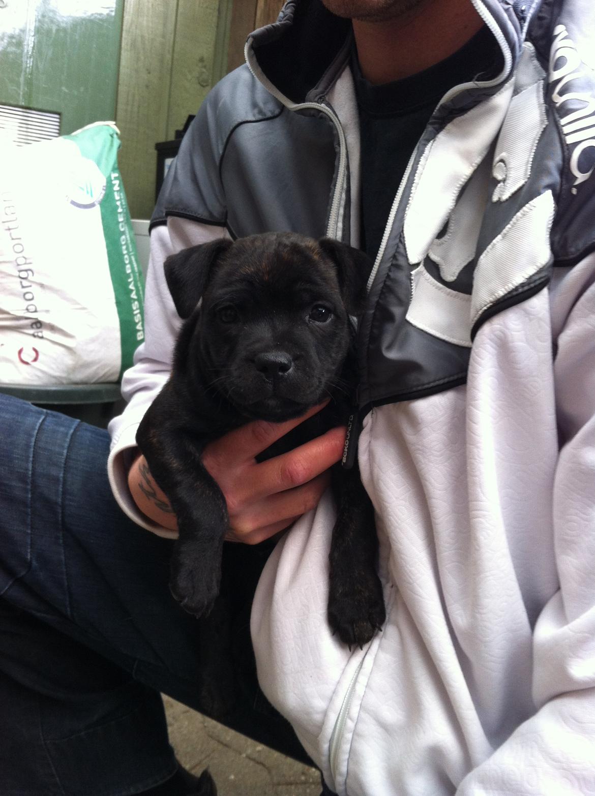 Staffordshire bull terrier Tiki billede 6