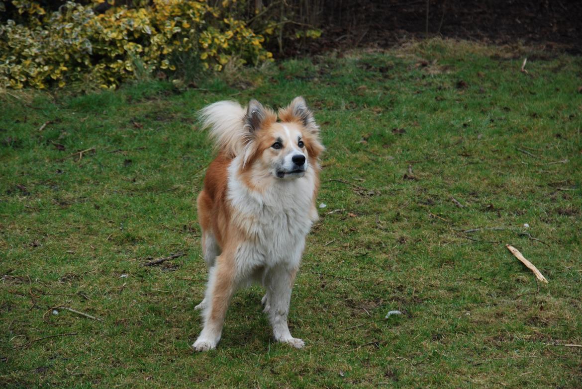 Islandsk fårehund Raija billede 10