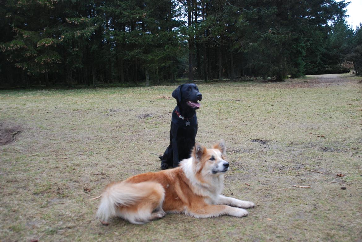 Islandsk fårehund Raija billede 11