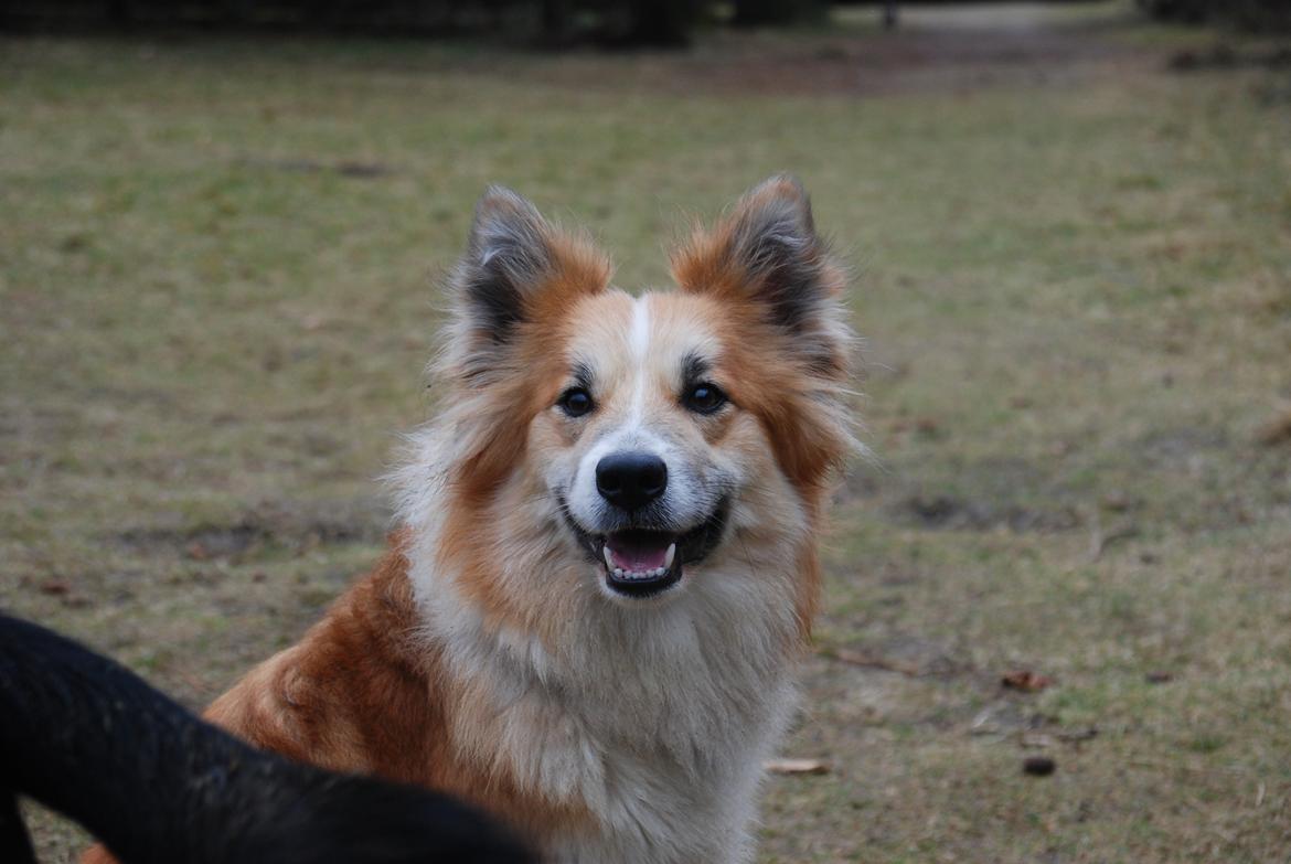 Islandsk fårehund Raija billede 12