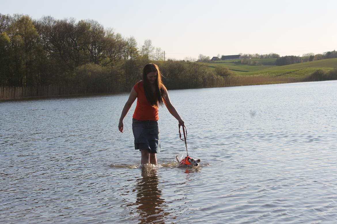 Jack russell terrier Calliston's Maddie billede 18