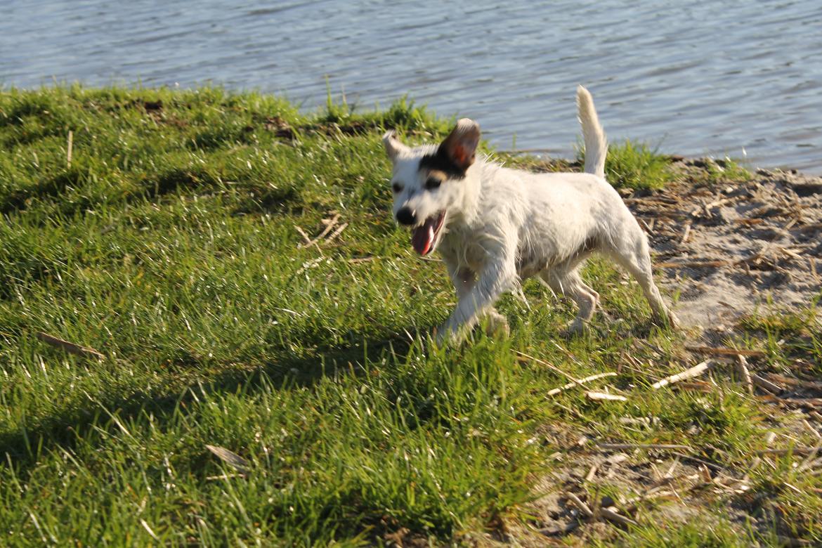 Jack russell terrier Calliston's Maddie billede 19