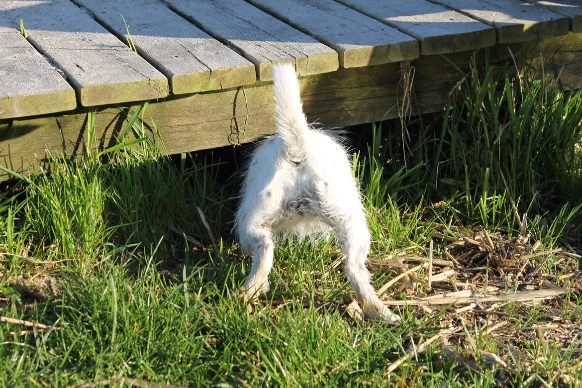 Jack russell terrier Calliston's Maddie billede 20