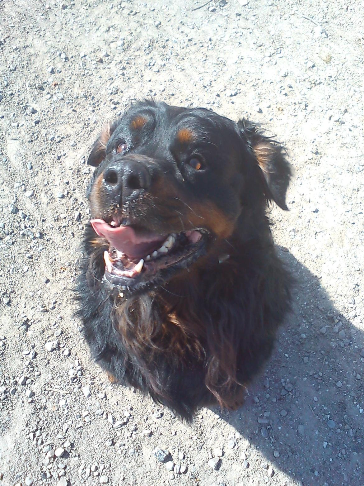 Rottweiler Daone - Dette siger lidt om Daones dejlige væremåde. Velkommen til. :) billede 1