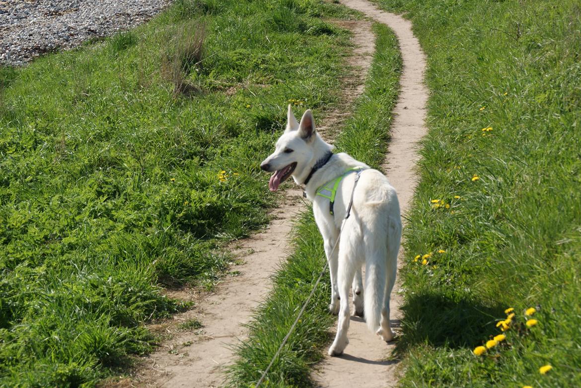 Hvid schæfer Scooby Doo billede 6