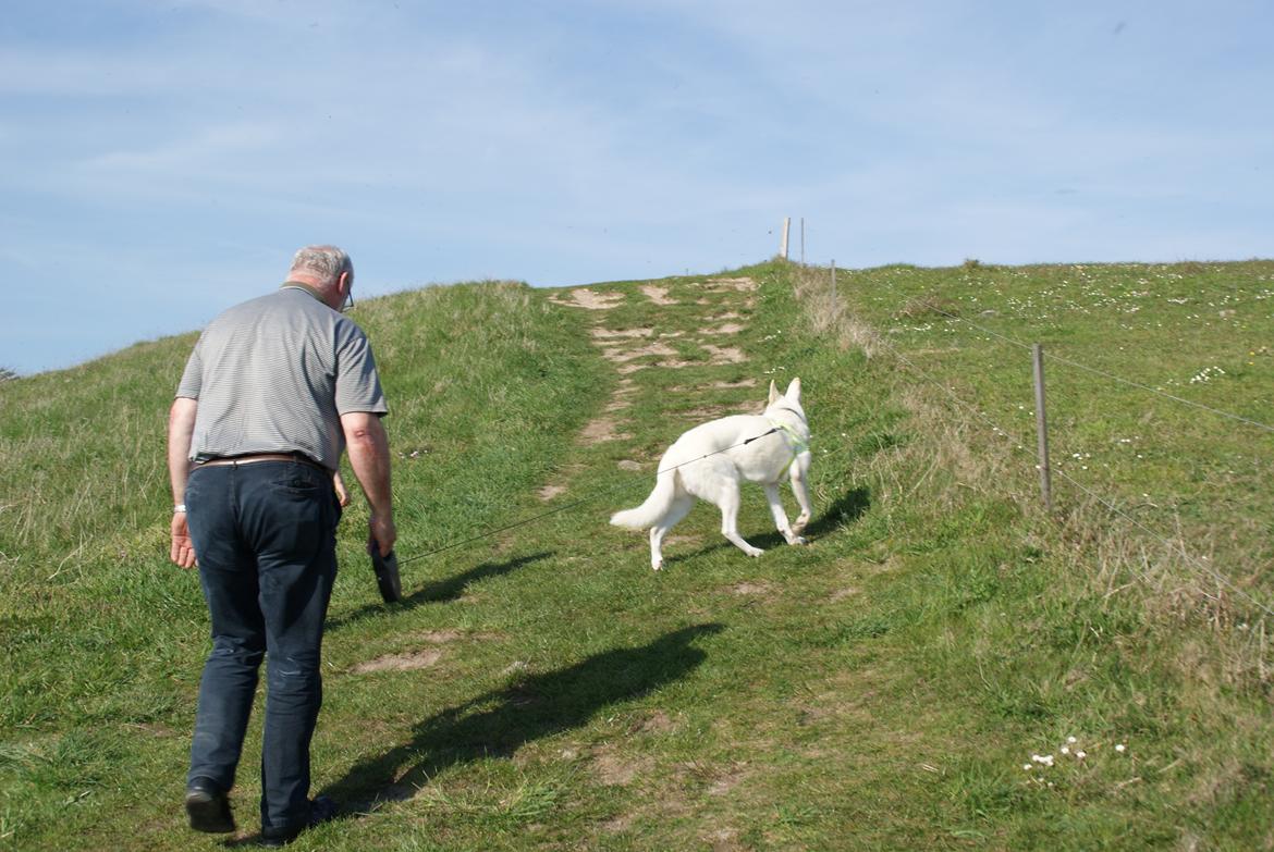 Hvid schæfer Scooby Doo billede 7