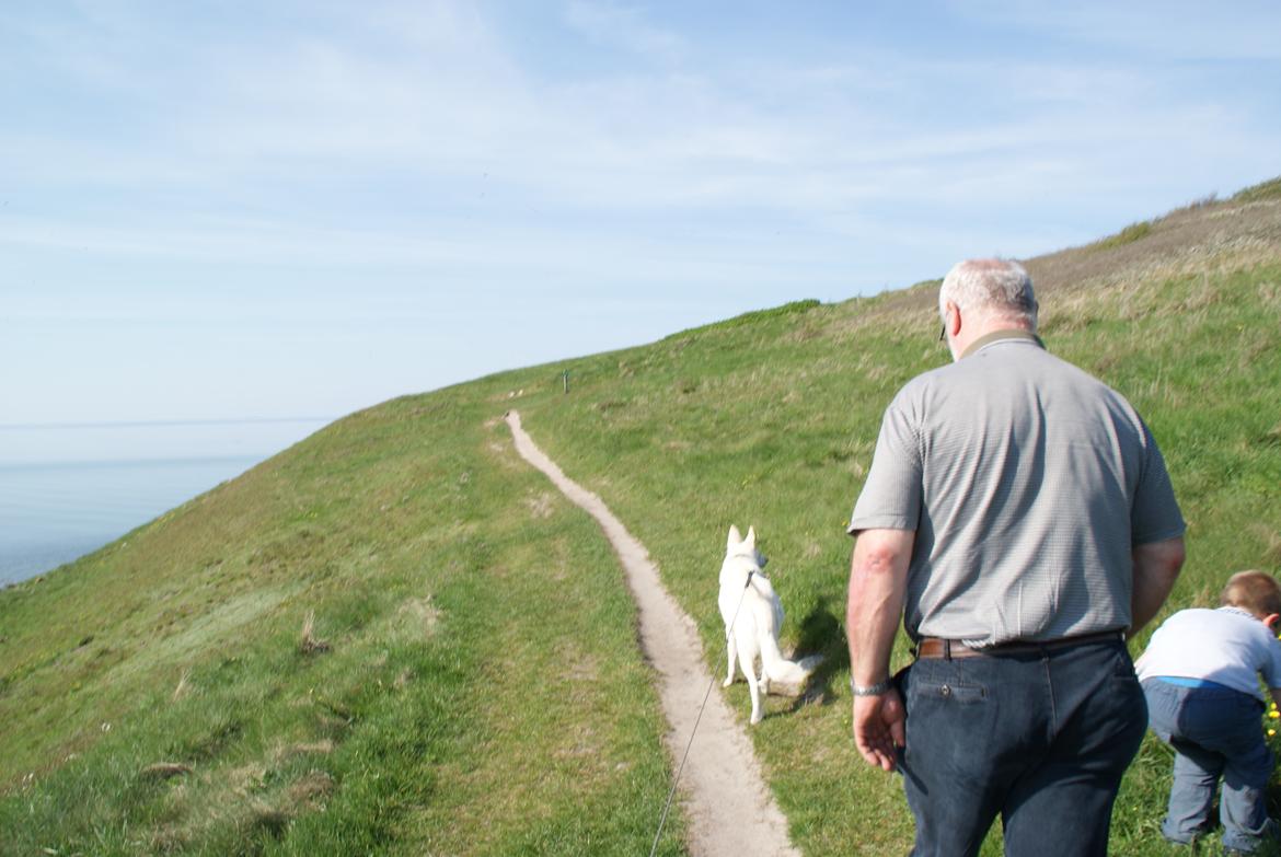 Hvid schæfer Scooby Doo billede 8