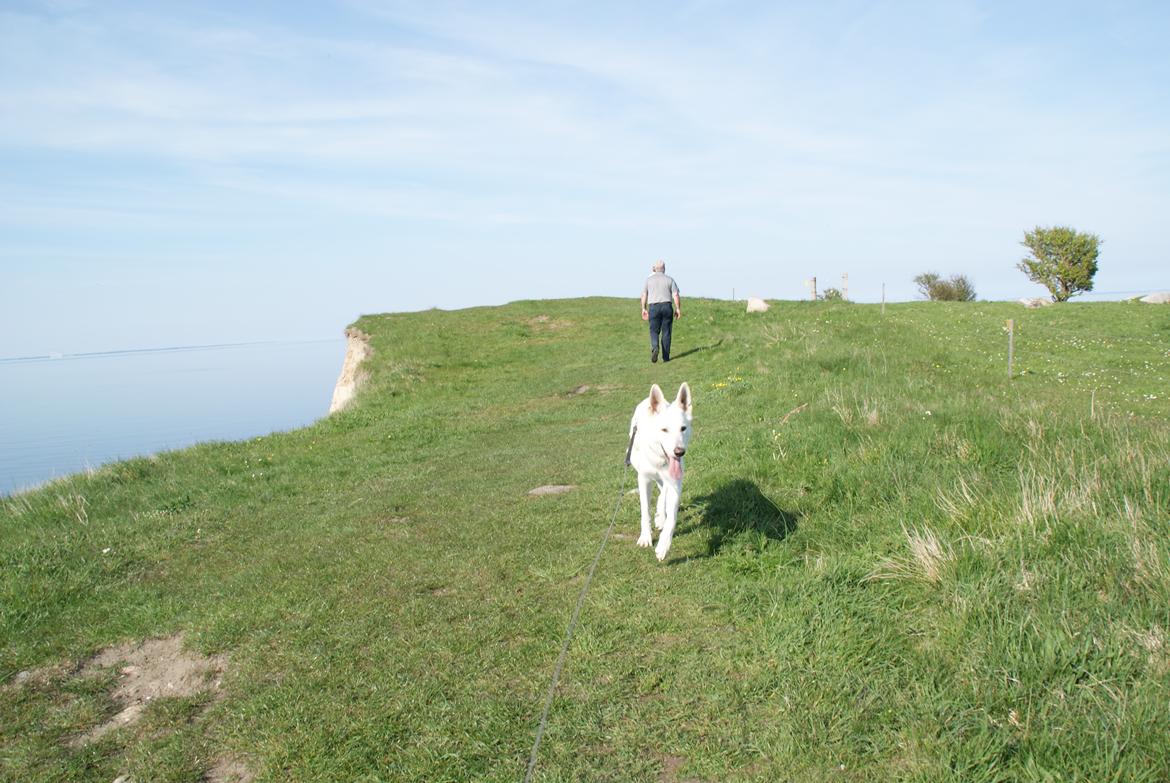 Hvid schæfer Scooby Doo billede 9