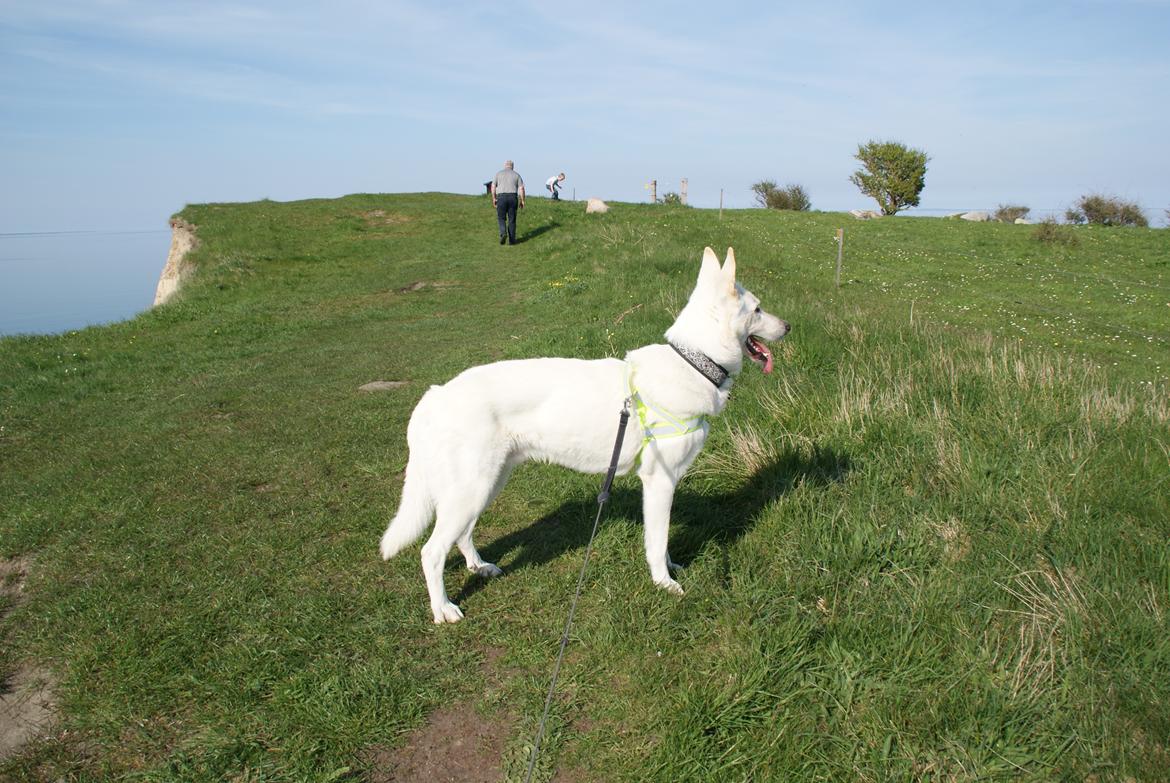 Hvid schæfer Scooby Doo billede 10