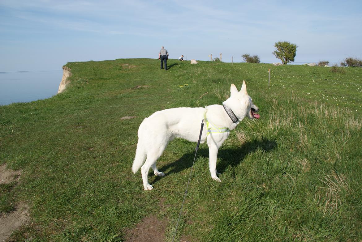 Hvid schæfer Scooby Doo billede 11