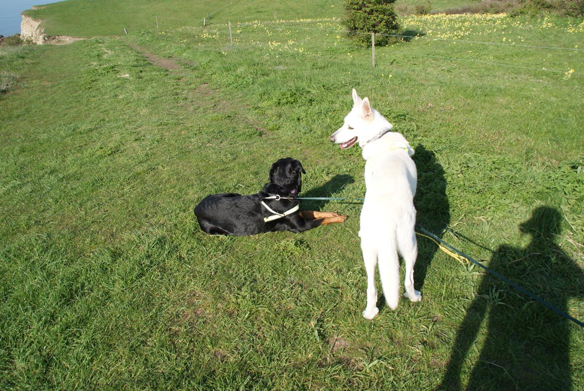 Hvid schæfer Scooby Doo billede 12